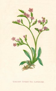 Upright Spiked Sea Lavender by Anne Pratt