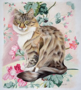 Long Hair Tabby