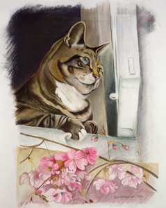 Stripy at the Window