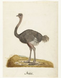 Album Sheet with an Ostrich (Lombard album)