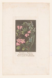 Alpine Rose and Forget-Me-Not from the Rigi (Flowers from the Rigi Mountain) by Anonymous