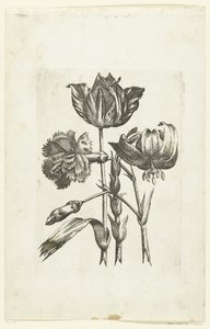 Carnation, Tulip, and Lily Novae Florum Icones (series title) by Anonymous