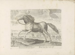 Arabian Horse (Horse Breeds from the Royal Stables of Don Juan of Austria) by Anonymous