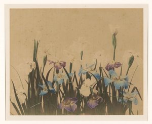 Flower Still Life with Irises