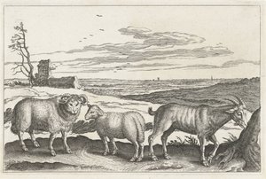 Goat and Sheep (Four-Legged Animals) by Anonymous