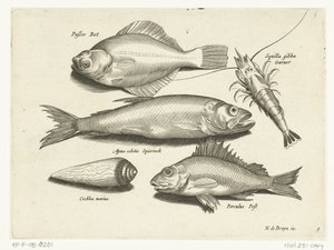 Flounder, Shrimp, Smelt, and Perch by Anonymous
