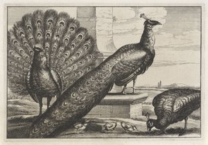 Three Peacocks (series title: Various Species of Birds)