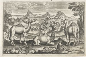 Dromedaries and a Camel (Four-Legged Animals) by Anonymous