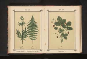 Common valerian and a branch of a male fern by Anonymous