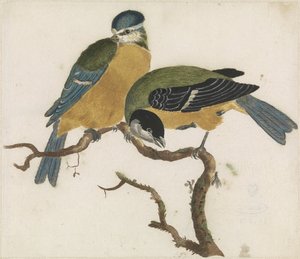 A Blue Tit and a Great Tit on a Branch