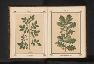 Oak Branch by Anonymous