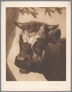 Photoreproduction of detail of the painting The Bull by Paulus Potter, coll. Mauritshuis