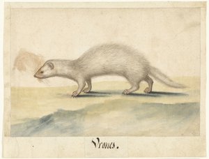 Ferret (Lombard Album) by Anonymous