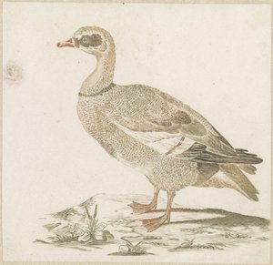 Goose