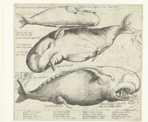 Stranded Whale near Antwerp, 1577