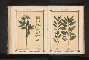 Wild Angelica and Common Centaury by Anonymous