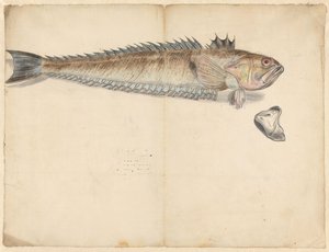 Greater Weever (Trachinus Draco)
