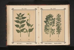 Great Nettle and Rapeseed by Anonymous