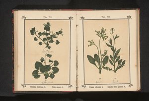 Cowslip and Shepherd