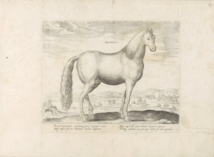 Horse from Anatolia by Anonymous