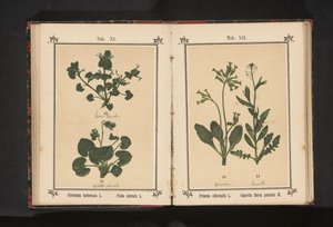 Ground-Ivy and Sweet Violet by Anonymous