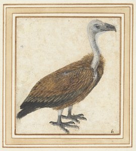 Young Griffon Vulture (Gyps fulvus) by Anonymous