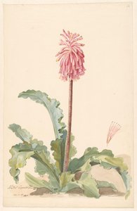 Cape Aletris in Landscape with Detail of Stamen