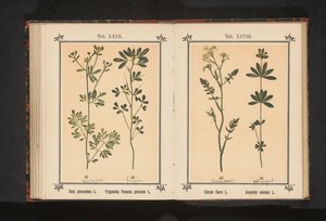 Caraway and Sweet Woodruff by Anonymous