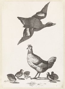 Hen with Five Chicks and a Duck Flying to the Right by Anonymous