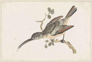 Hummingbird on a Branch Facing Left