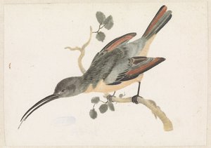 Hummingbird on a Branch Facing Left