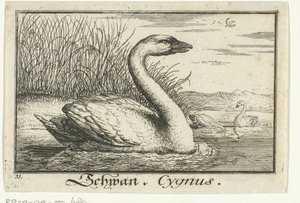 Landscape with Swan (Schwan, Cygnus)