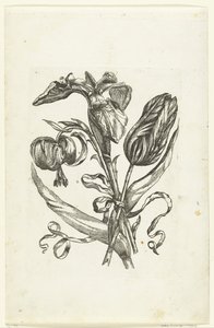 Lily, Iris, and Tulip (series title) by Anonymous