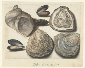 Oysters, Mussels, and Moonhorn (title on object) Lombard Album (series title)
