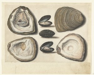 Oysters and Mussels