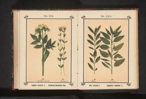 Olive Branch and Almond Branch by Anonymous