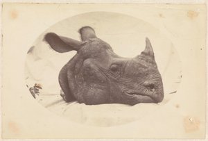 Oval Image of a Rhinoceros Head by Anonymous