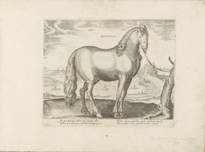 Horse from Brittany (Horse Breeds from the Royal Stables of Don Juan of Austria) by Anonymous