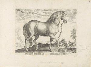 Horse from Calabria by Anonymous