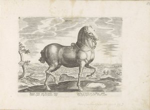 Horse from England (title on object: Brito) (series title: Horse Breeds from the Royal Stables of Don Juan of Austria) by Anonymous