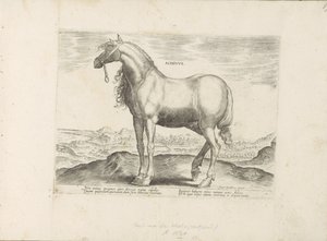 Horse from Greece Achivus Horses from the Royal Stables of Don Juan of Austria (series title) Equile, in quo omnis generis generosissi: morum equorum ex varijs orbis partibus insignis delectus (series title) by Anonymous