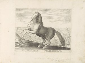 Horse from Naples by Anonymous