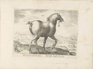 Horse from Saxony (Saxo) (Horse Breeds from the Royal Stables of Don Juan of Austria) by Anonymous
