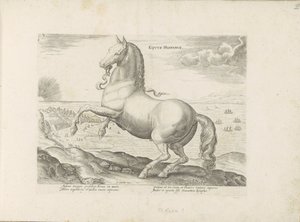 Horse from Spain by Anonymous