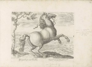 Horse from Tuscany (Equile, in quo omnis generis generosissi: morum equorum ex varijs orbis partibus insignis delectus) by Anonymous