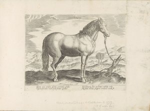 Horse from Turkey by Anonymous