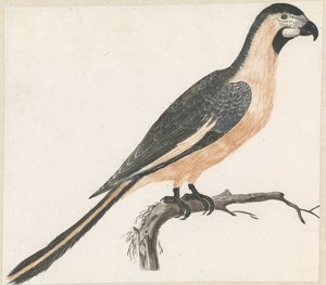 Parrot on a Branch Facing Right