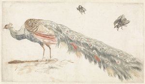 Peacock and Two Flies