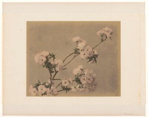 Peonies