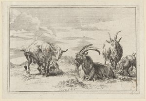 Pissing Ewe with Three Goats